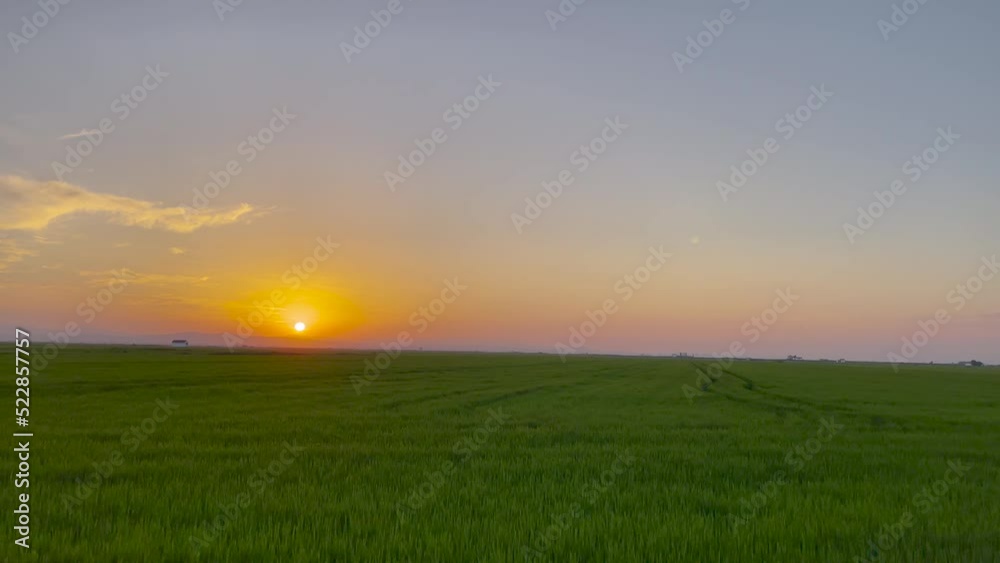 (Slow-Motion) Driving at sunset through the Albufera Natural Park (Valencia, Spain) full of green rice fields (Slow-Motion) Driving at sunset through the Albufera Natural Park (Valencia, Spain) full of green rice fields