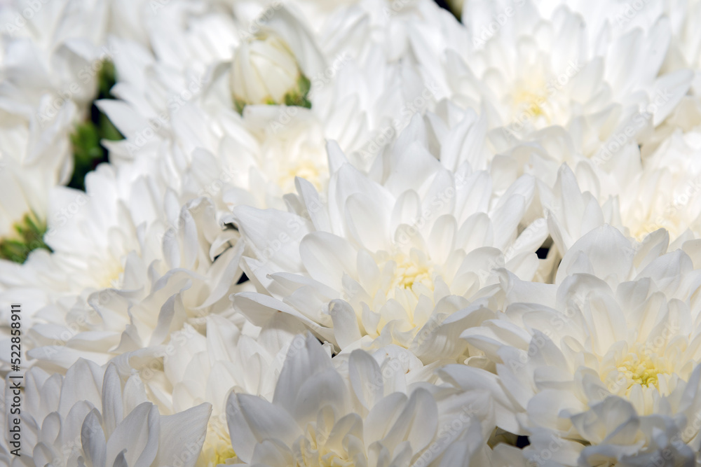 White extra large chrysanthemum flowers, bouquet of flowers close up White extra large chrysanthemum flowers, bouquet of flowers close up