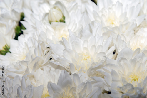 White extra large chrysanthemum flowers, bouquet of flowers close up © Natalia