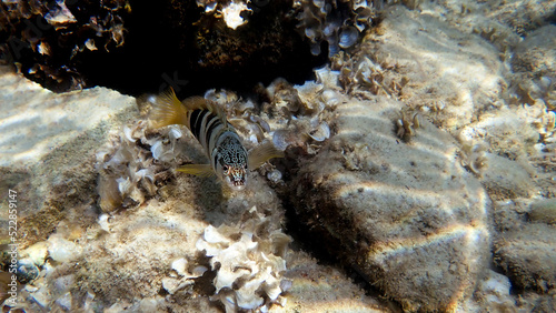 Painted comber fish -  Serranus scriba 