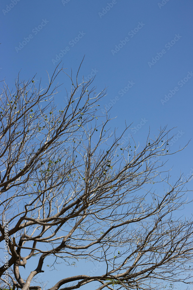 tree branches against blue sky tree branches against blue sky