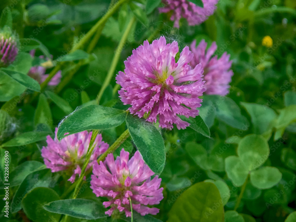 Red clover Red clover