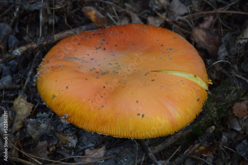 Amanita caesarea mushroom photo