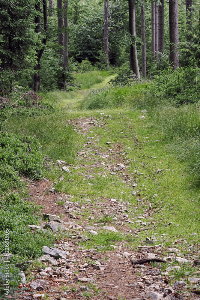 A trodden path in the forest. A trodden path in the forest.