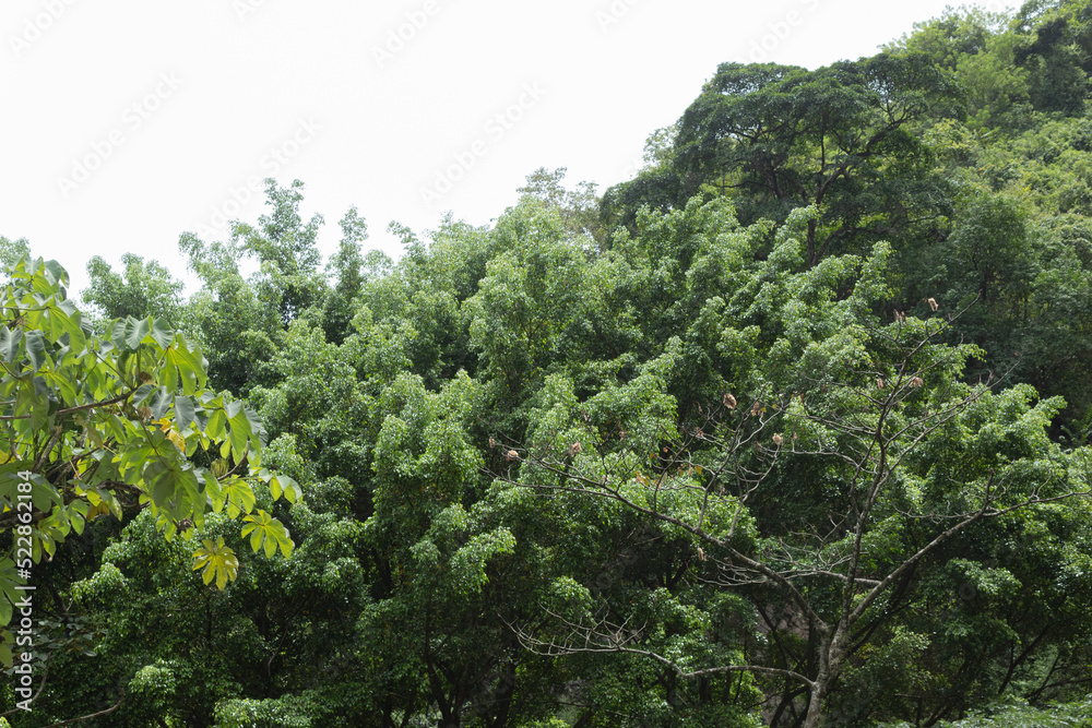 Some large, leafy bushes together