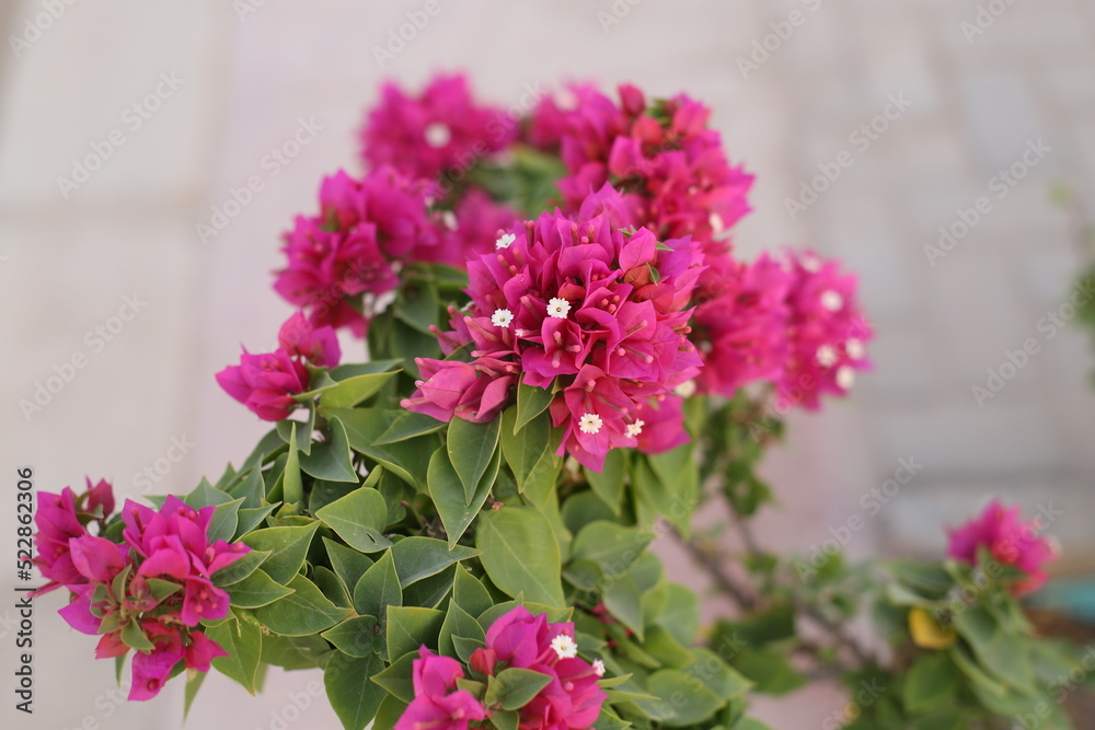 pink flowers pink flowers