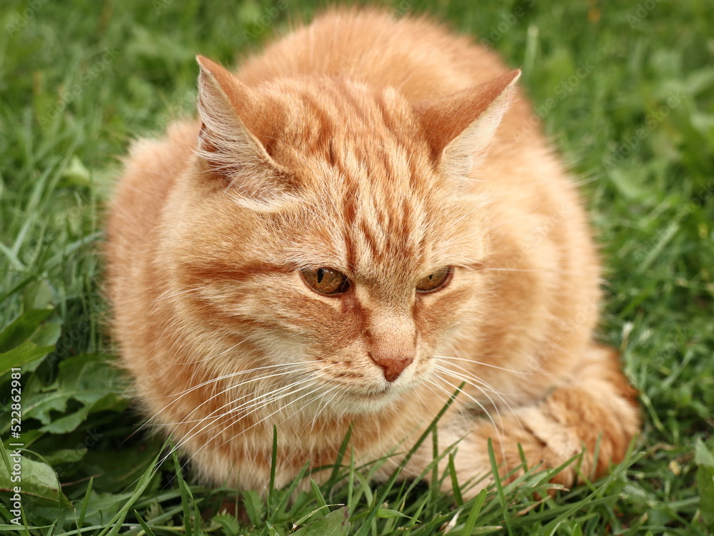 Close up genger cute cat on green grass as pets love collection