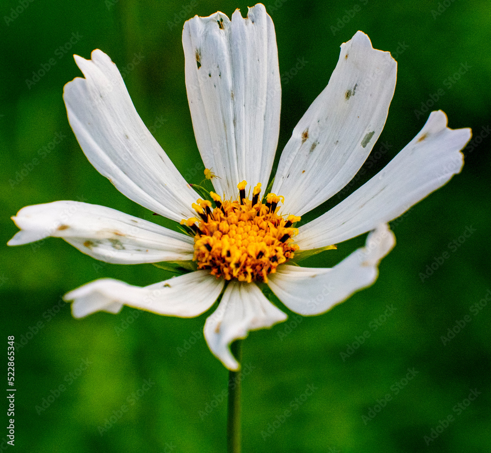 Obraz premium OLYMPUS DIGITAL CAMERA