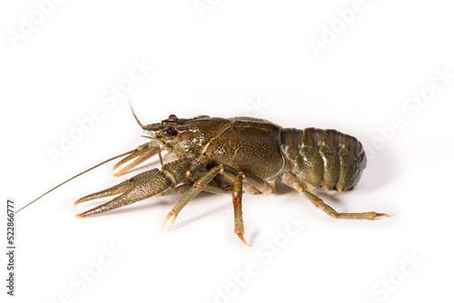 Crayfish live isolated on a white background. Fresh seafood snack.