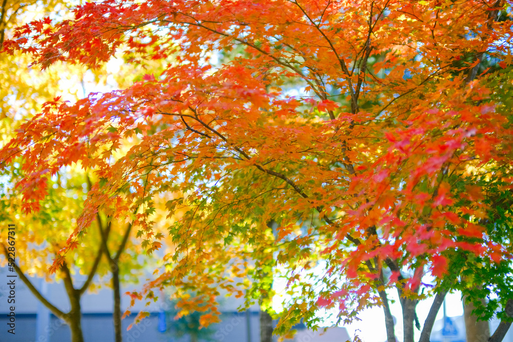 紅葉 紅葉