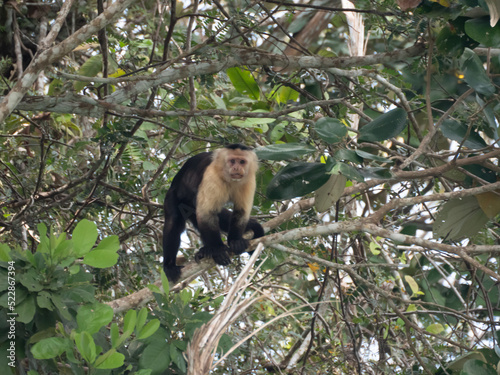 Singe capucin au Panama