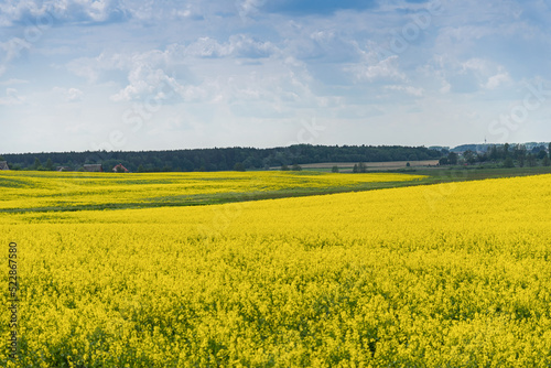Beautiful natural summer landscape - rapeseed yellow field under blue cloudy sky, distant horizon, wide angle shooting, horizon infinity