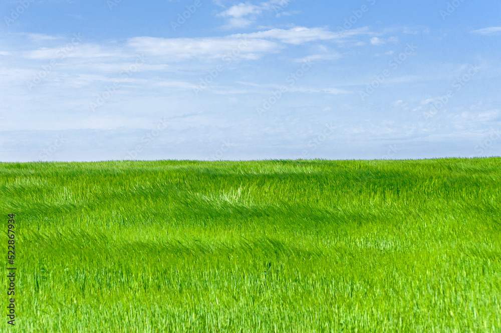 Green summer grass on blue sky background