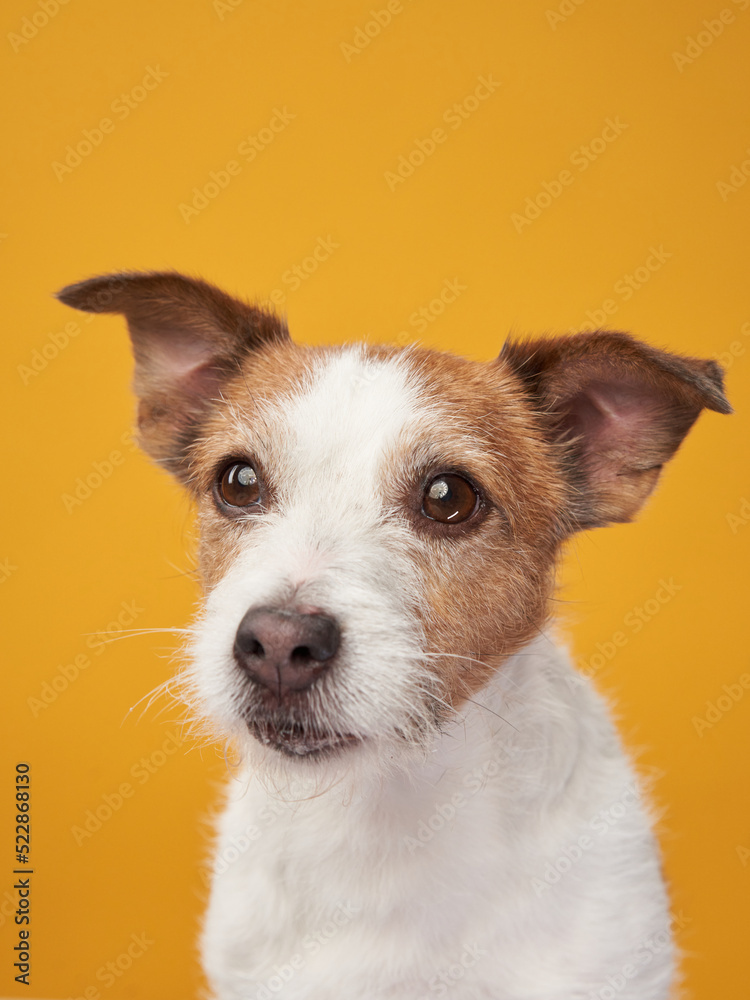 Cute dog on a yellow background. Jack Russell Terrier in studio Cute dog on a yellow background. Jack Russell Terrier in studio
