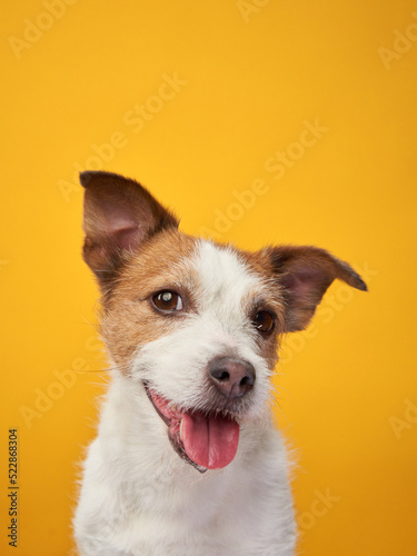 Cute dog on a yellow background. Jack Russell Terrier in studio