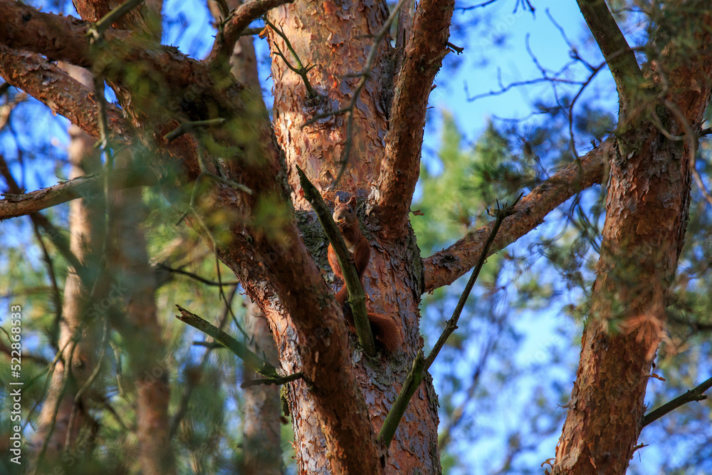 Fototapeta premium Eichhörnchen auf Baum