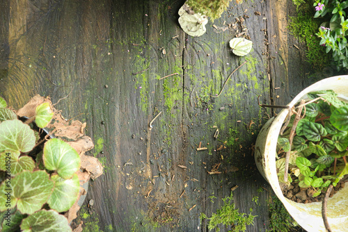 Wood textured background with green moss texture
