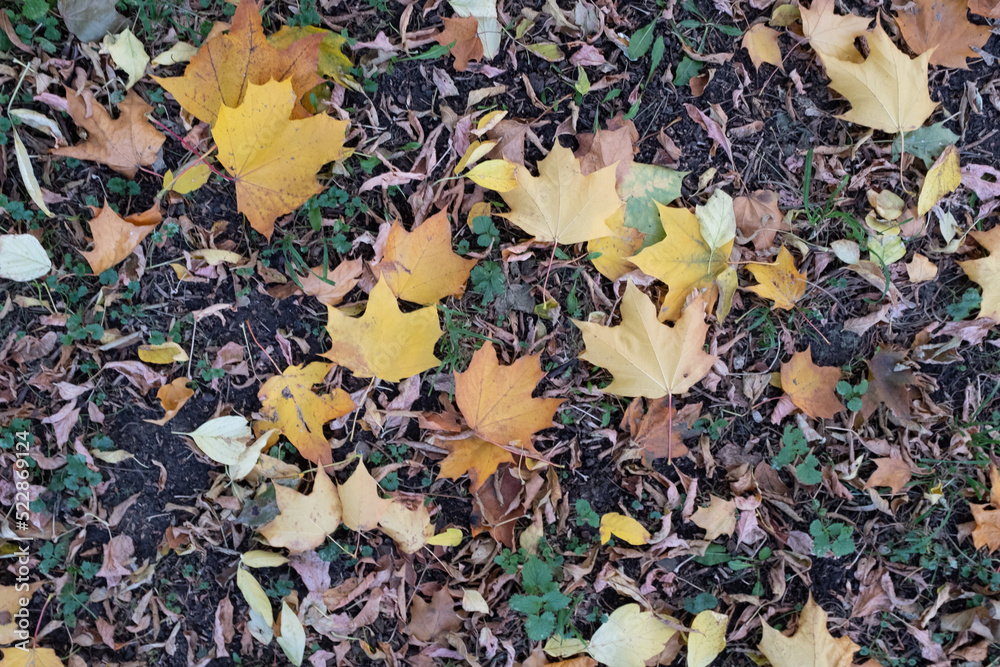 Bright autumn leaves, horizontal photo. Background from fallen leaves for publication, screensaver, wallpaper, postcard, poster, banner, cover, website. Art high-quality photo