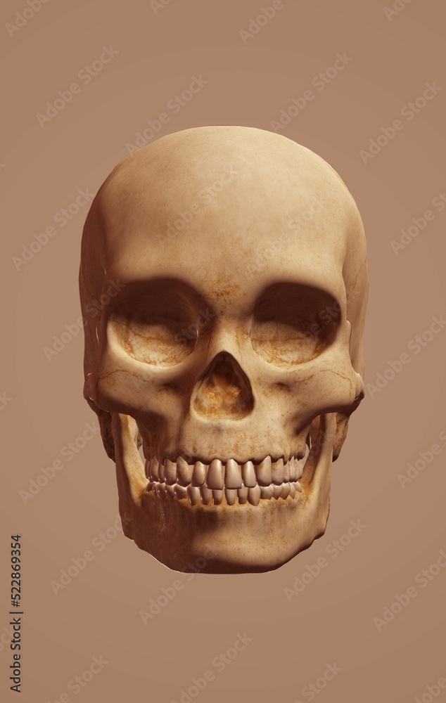 Fototapeta premium human skull on black