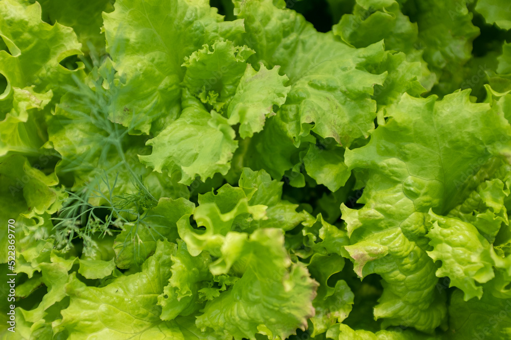 Fresh salad leaves, close-up. Background from salad leaves plant. Raw green leaf vegetables, top view. Salad leaves for poster, calendar, post, screensaver, wallpaper, postcard, card, banner, cover Fresh salad leaves, close-up. Background from salad leaves plant. Raw green leaf vegetables, top view. Salad leaves for poster, calendar, post, screensaver, wallpaper, postcard, card, banner, cover