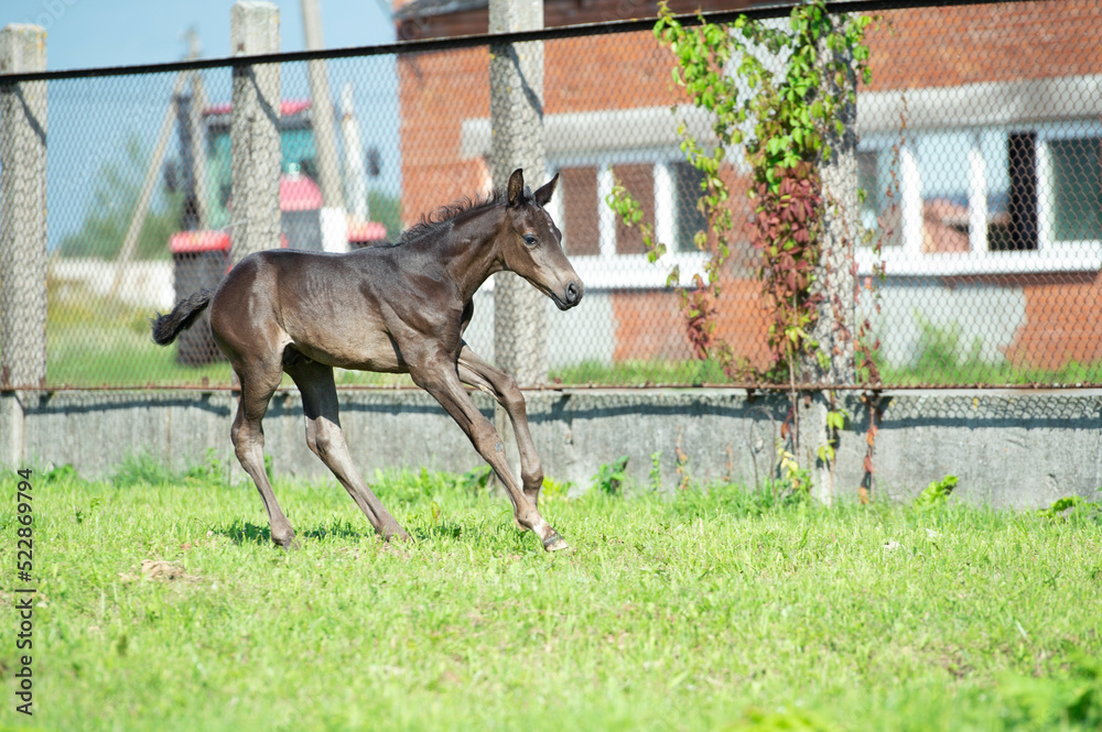 black foal running speedly at farm black foal running speedly at farm
