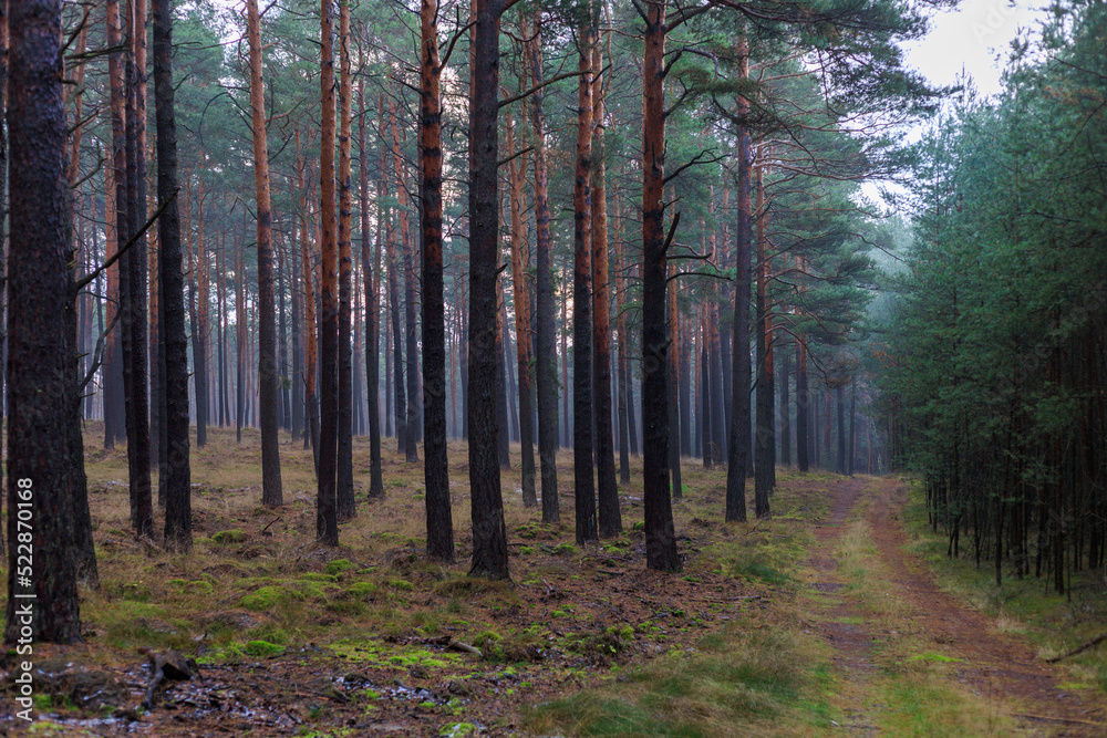 Wanderung im Wald, nasse Bäume im Winter