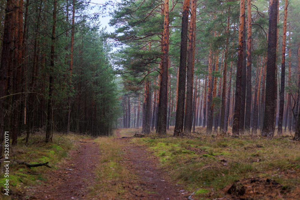 Obraz premium Wanderung im Wald, nasse Bäume im Winter