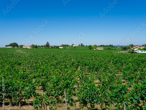 Vineyard landscape near Saint Emilion region Bordeaux France Fototapet