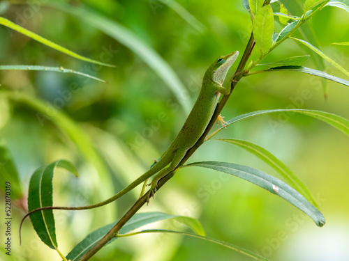 small green anole lizard climbing on a tree branch