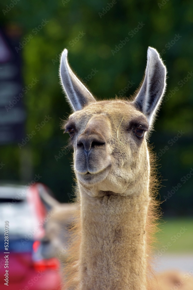 Obraz premium close up of a friendly guanaco