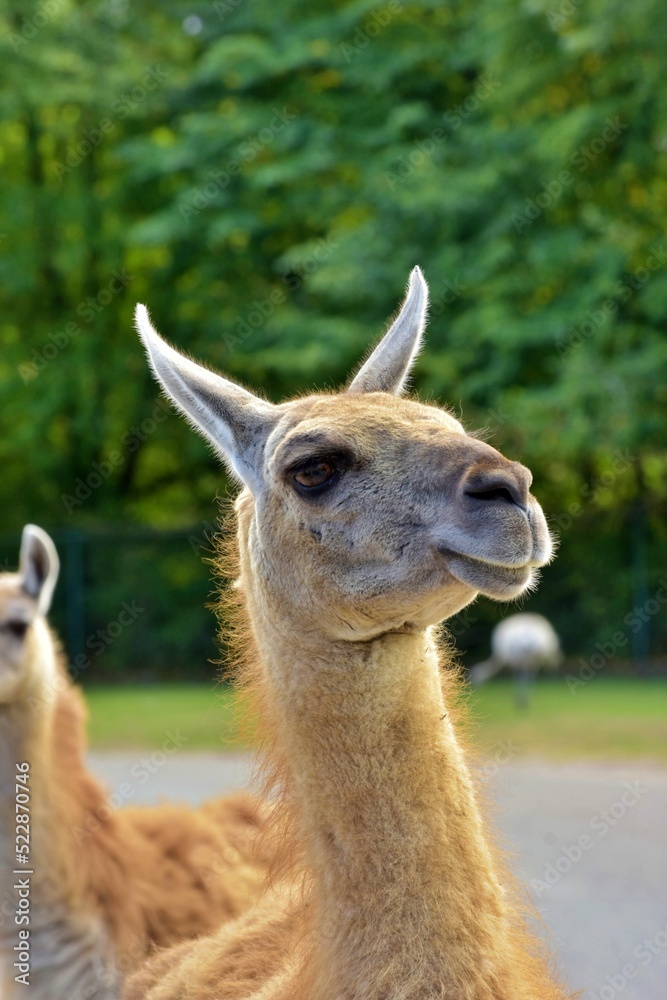 close up of  a friendly guanaco