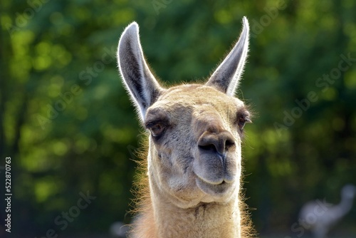 Tableau sur toile close up of  a friendly guanaco