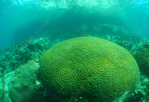 Fototapeta Naklejka Na Ścianę i Meble -  coral reef , underwater scene , caribbean sea , Venezuela  