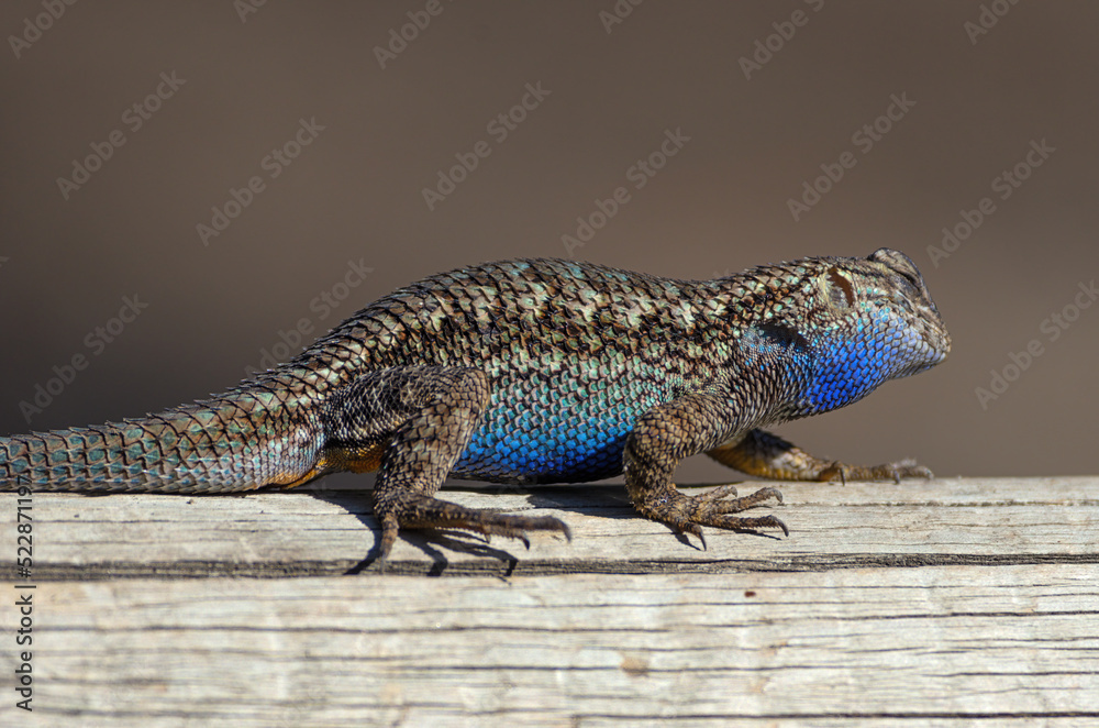 Fototapeta premium Spiny lizard shown walking on a log in Southern California.