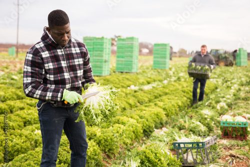 African american man gardener picking harvest of lettuce to crate and using knife in garden