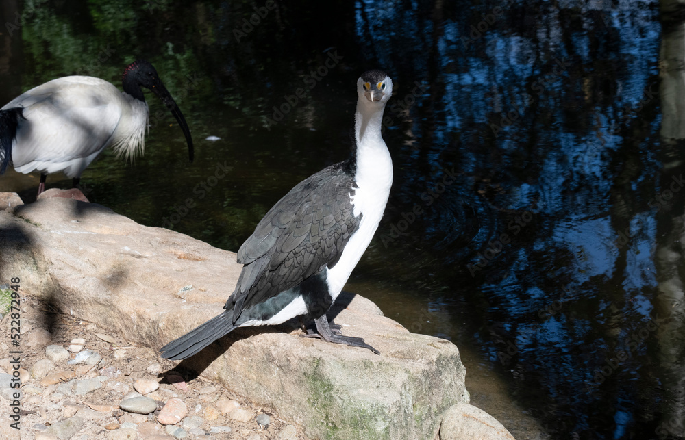 Obraz premium Little Pied Cormorant (Microcarbo melanoleucos)