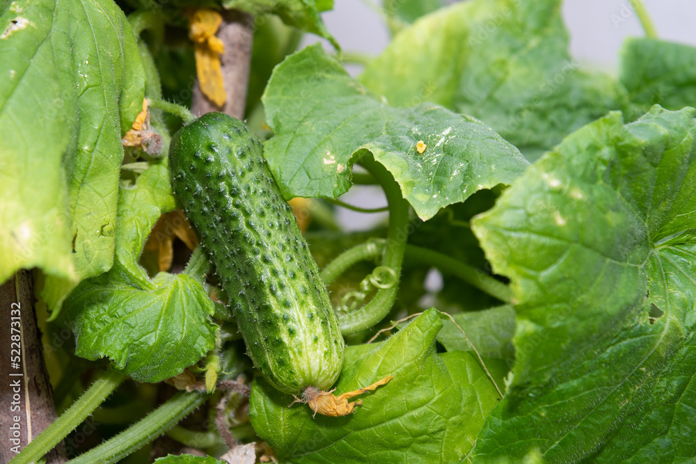 A young green fresh cucumber hangs on a branch - the crop is ripe, harvest, fresh green vegetables, growing vegetables, healthy lifestyle, healthy eating A young green fresh cucumber hangs on a branch - the crop is ripe, harvest, fresh green vegetables, growing vegetables, healthy lifestyle, healthy eating
