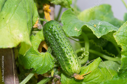 A young green fresh cucumber hangs on a branch - the crop is ripe  harvest  fresh green vegetables  growing vegetables  healthy lifestyle  healthy eating