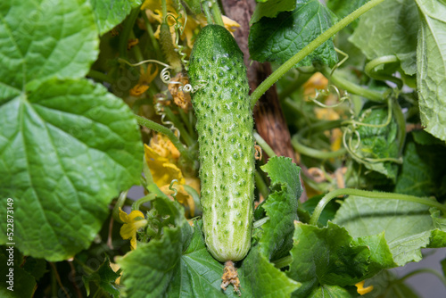 A young green fresh cucumber hangs on a branch - the crop is ripe  harvest  fresh green vegetables  growing vegetables  healthy lifestyle  healthy eating