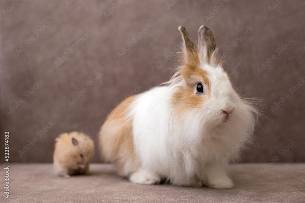 Fototapeta premium Fluffy white angora rabbit and golden hamster on brown background, selective focus