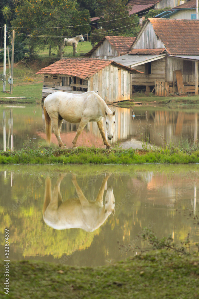 Fototapeta premium cow on the river