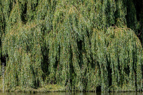 Selective focus green leaves of pendulous branchlets in summer, Salix babylonica plant in the park, Weeping willow (Treurwilg) is a species of willow native to dry areas, Greenery nature background. photo