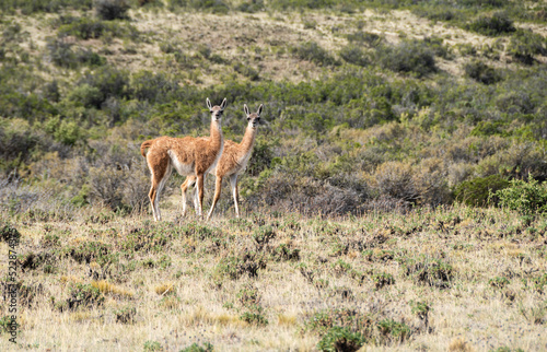 Guanaco in natural habitat  Patagonia