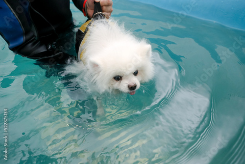 MINSK, BELARUS - 22 July, 2022: medical rehabilitation for dogs in the pool