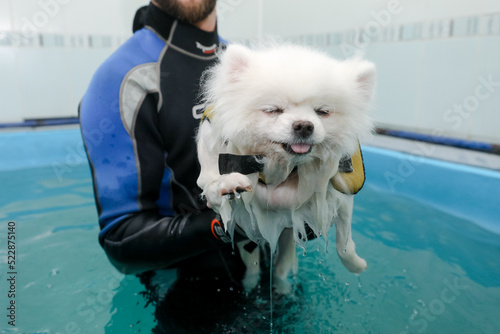 MINSK, BELARUS - 22 July, 2022: medical rehabilitation for dogs in the pool