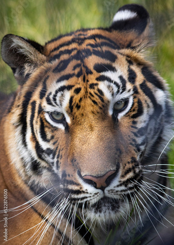 portrait of a tiger