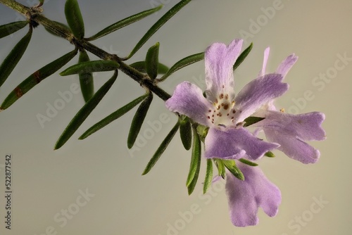 Close-up of isolated Westringia ‘Wynyabbie Gem’ (Coastal Rosemary) flowers on stem photo