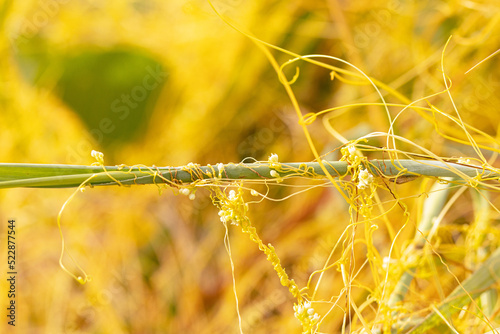 An orange parasitic plant called dodder (Cuscuta sp.), wrapped around the green leaf of another plant near Lido Beach, Florida.
(Genus ID is tentative)