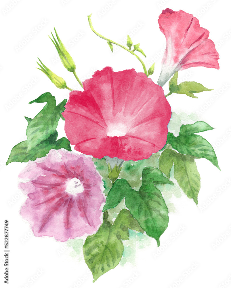 Fototapeta premium アナログ水彩朝顔の花