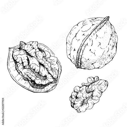 hand drawn illustration of walnuts in engraving style, isolated on white background